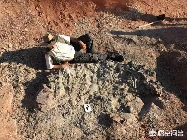 科学家发现2.2亿年前恐龙墓，谁给安葬的呀？