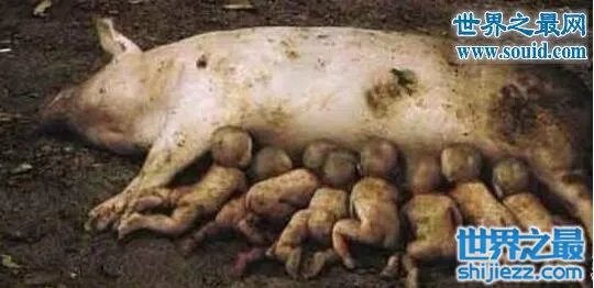 猪人是真的吗,真实的猪人图片事件大揭秘