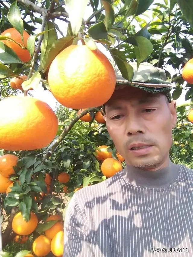 柑橘没有一干三枝怎么办?