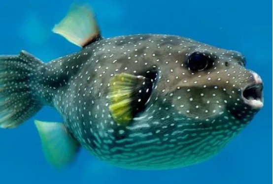 自然界十大致命生物 鸡心螺排名第三,毛毛虫竟然也有剧毒