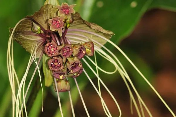 老虎须草药图片