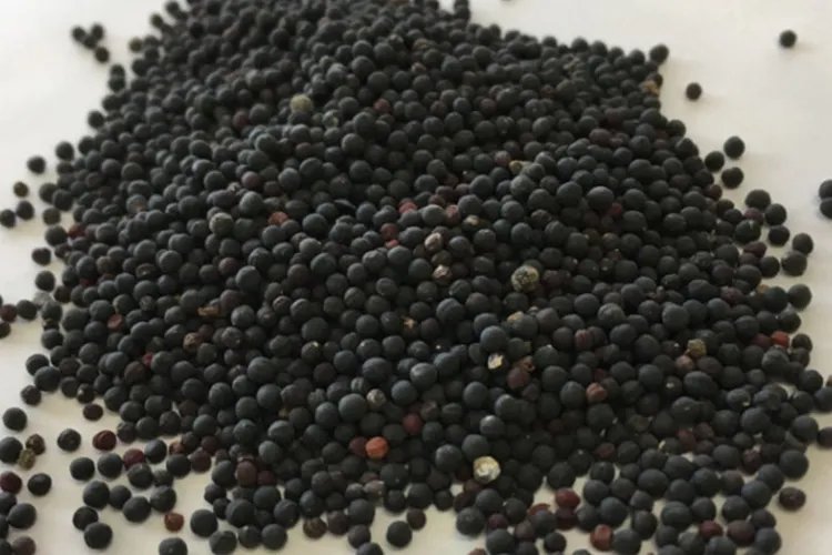 马不留中药图片大全