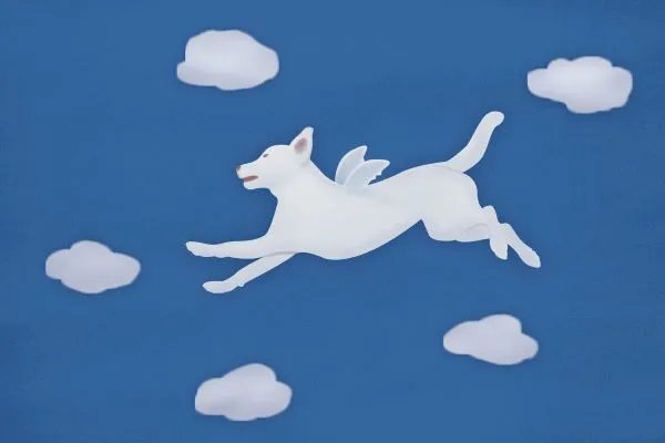 属狗2020年运势及运程 属狗人2020年全年每月运程