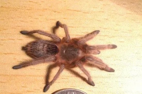 智利火玫瑰蜘蛛踢毛是怎么样的，踢毛厉害的注意事项