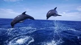 马尔代夫满月岛攻略