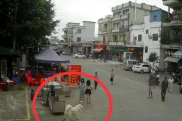 牵狗女孩想向老人家属道歉，这孩子该被原谅么？