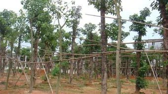 极危植物五裂黄连遭非法采挖，还有哪些极危植物？