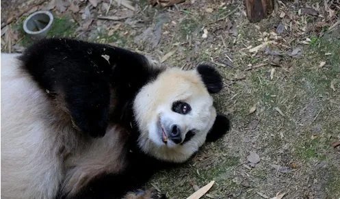 熊猫苏苏在哪里因病去世?