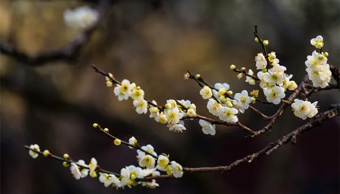 腊梅花有种子吗 腊梅花的种子