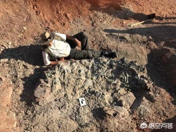 科学家发现2.2亿年前恐龙墓，谁给安葬的呀？