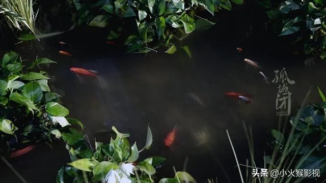 如何评价电视剧《孤城闭》王楚然饰演的张贵妃？