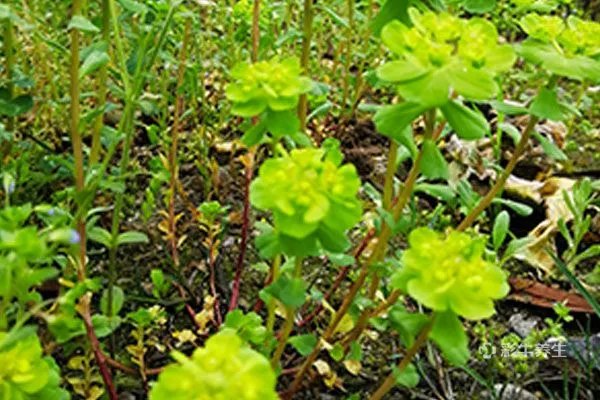 猫眼草的功效与作用