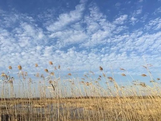 上海西沙湿地公园怎么样，好玩嘛？