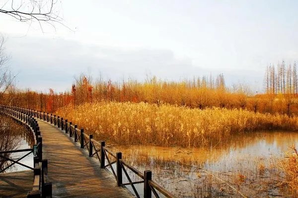 上海西沙湿地公园怎么样，好玩嘛？