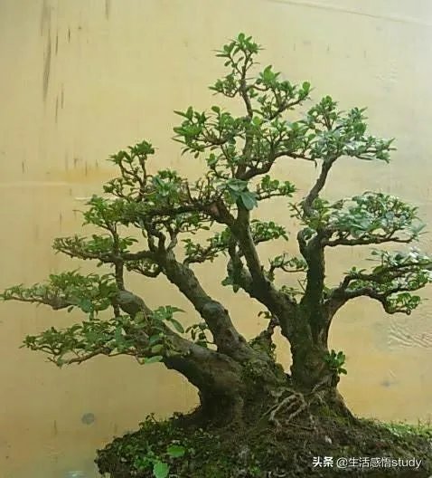 柑橘没有一干三枝怎么办?