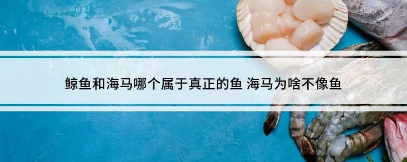 鲸鱼和海马哪个属于真正的鱼 海马为啥不像鱼