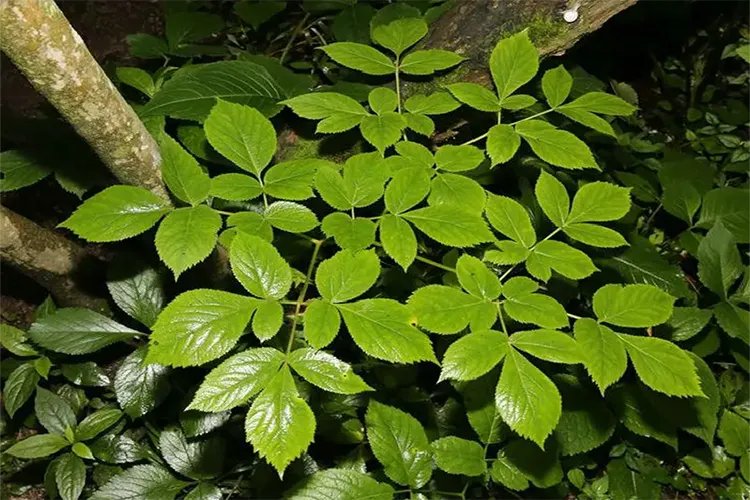 消肿止痛草药图片和名称