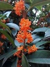 桂花树的资料？