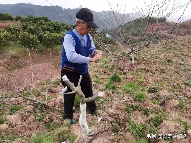 柑橘没有一干三枝怎么办?