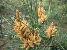 松树的外形特征??