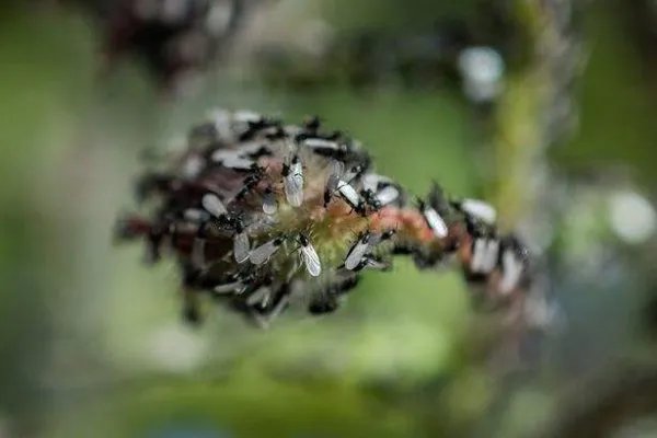 英国现巨型飞蚁群太空可观测到,它们是如何进行繁殖的?