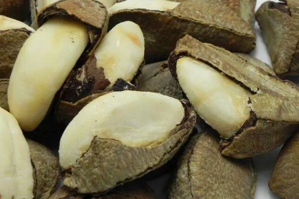 美国十大特产 鲍鱼果上榜,第三是滋补佳品