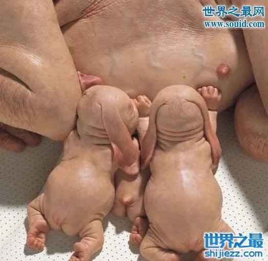 猪人是真的吗,真实的猪人图片事件大揭秘