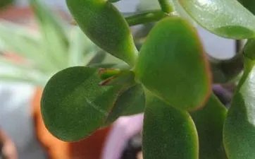 大年初三10大禁忌 过年初三的禁忌