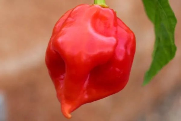 世界最辣的十种辣椒,无限辣椒上榜,第一辣度峰值达220万SHU