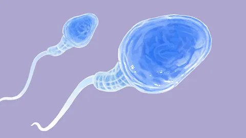 可乐真的杀精子吗