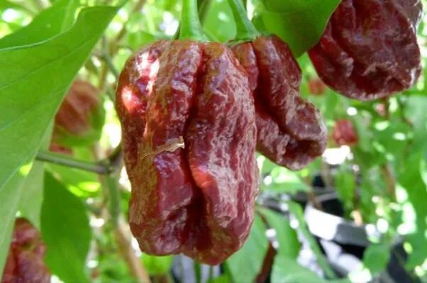 世界最辣的十种辣椒,无限辣椒上榜,第一辣度峰值达220万SHU