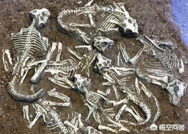科学家发现2.2亿年前恐龙墓，谁给安葬的呀？