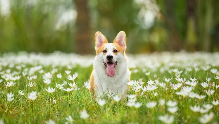 夏天给狗狗剃光毛有助于降温吗