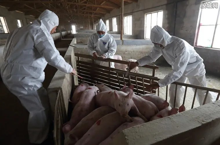 北京房山非洲猪瘟 本地猪肉市场行情稳中有降