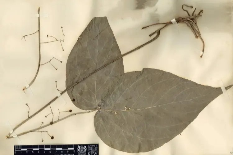 三张叶子的草药图片