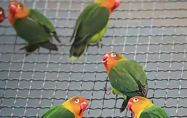 多地出现鹦鹉热患者 专家发声会不会人传人