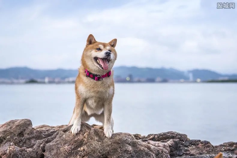 首尔全面禁止屠狗 屠狗场相继停业关闭