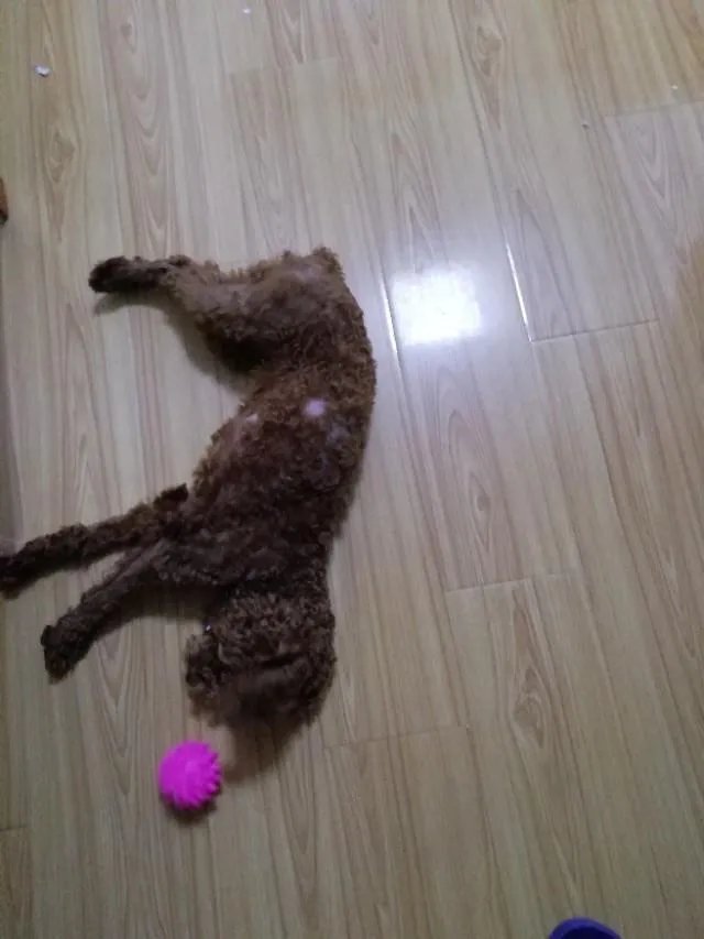 狗为什么会有食粪症的表现？它会觉得臭吗？