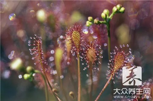 蚜虫的防治方法