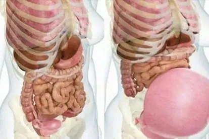 怀孕肋骨在哪个位置图