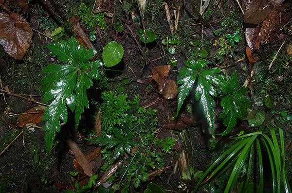 极危植物五裂黄连遭非法采挖，还有哪些极危植物？