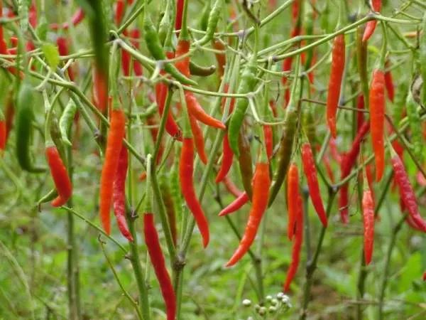 云南辣椒