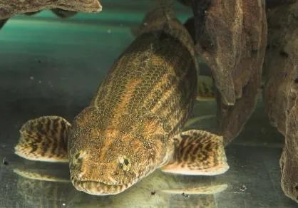 鳄鱼恐龙王可以吃 鳄鱼恐龙王具有攻击性吗 能长多大