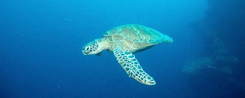 世界上体型最大的海龟是什么海龟