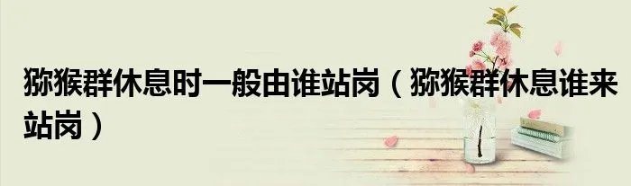 猕猴群休息时一般由谁站岗（猕猴群休息谁来站岗）