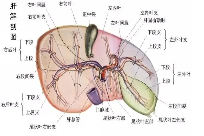 肝胆解剖图片