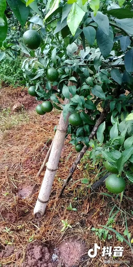 柑橘没有一干三枝怎么办?