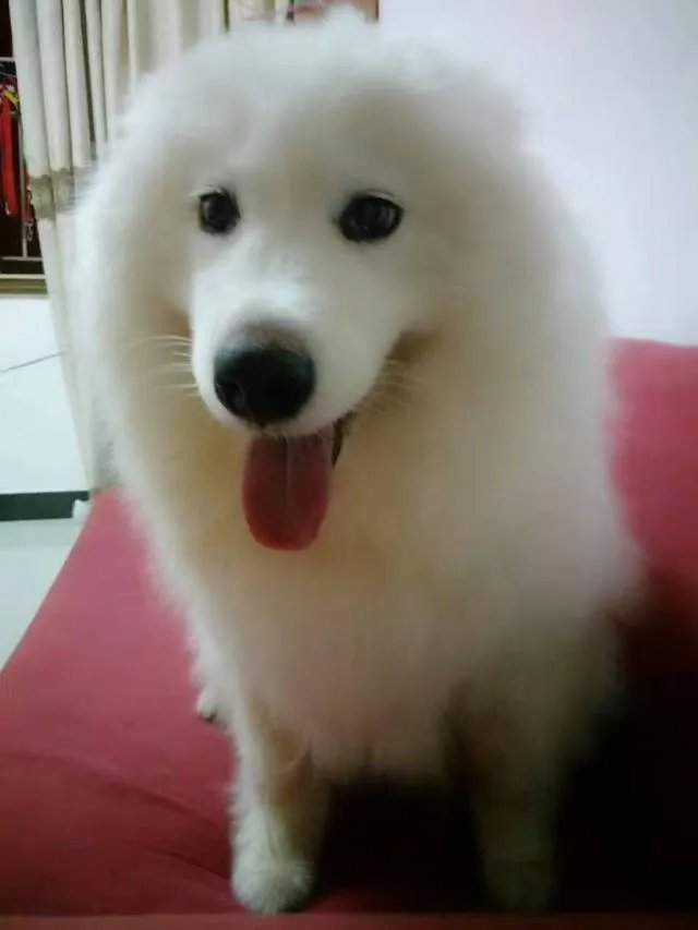 虎牙嗨氏年入千万是真的吗？