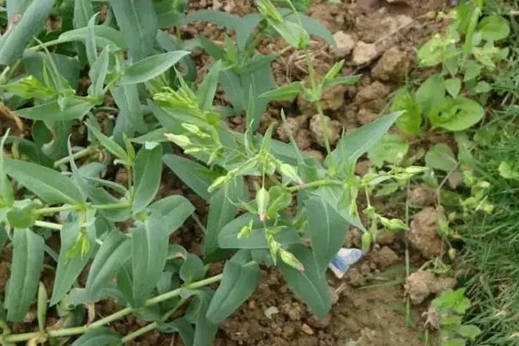 马不留中药图片大全