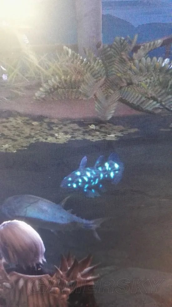 《怪物猎人世界》快速抓幻鸟方法分享 幻鸟怎么抓